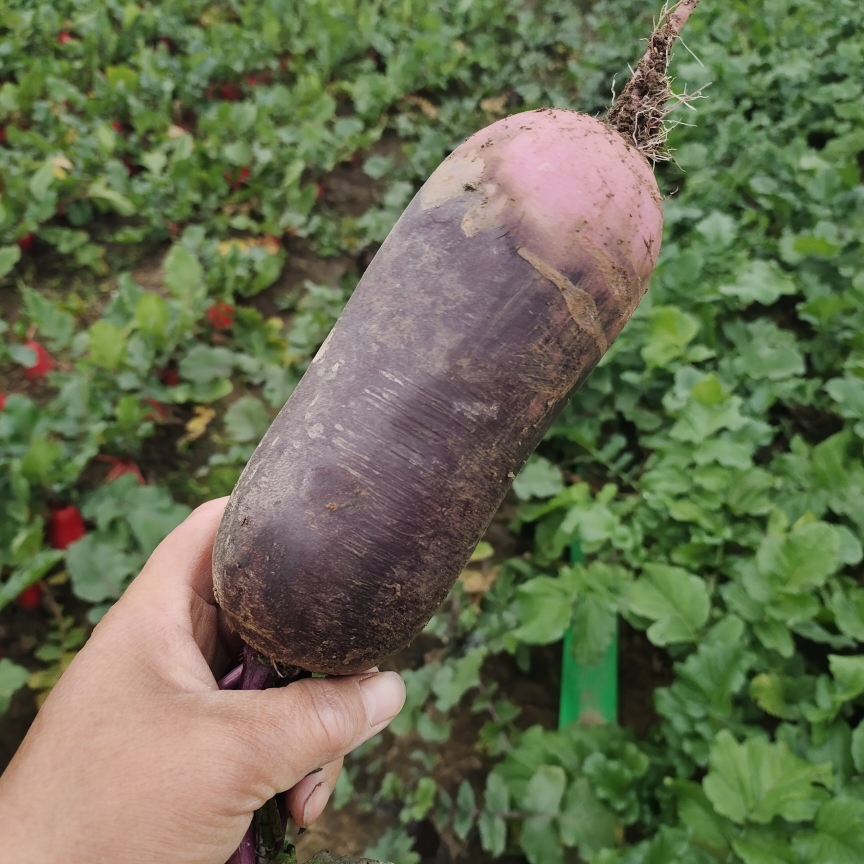 新鲜水果萝卜农家自种脆甜冰激凌糖心萝卜不辣