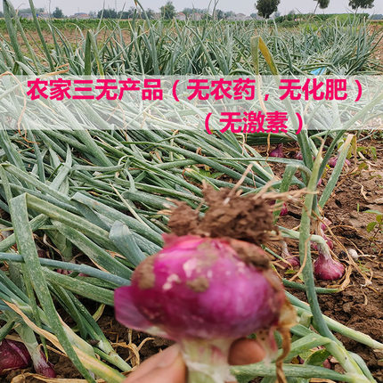 洋葱新鲜现挖农家露天蔬菜紫皮洋葱生吃辣甜脆葱头自然长小洋葱