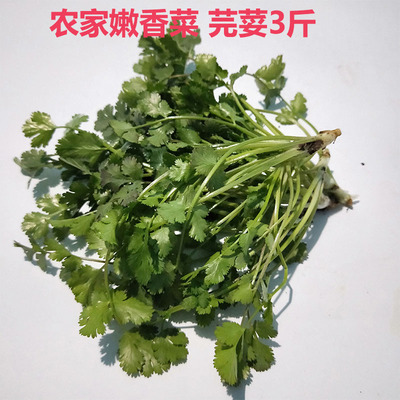 鲜又鲜生吃叶菜香菜农家种植芫荽