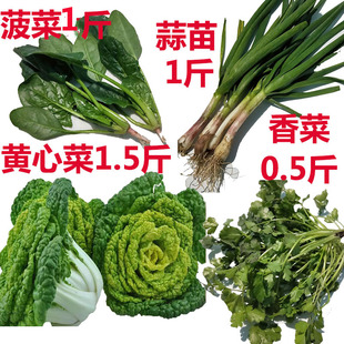 新鲜菠菜农家无农药种植组合香葱青蒜苗紫皮大蒜叶子4斤现挖蔬菜