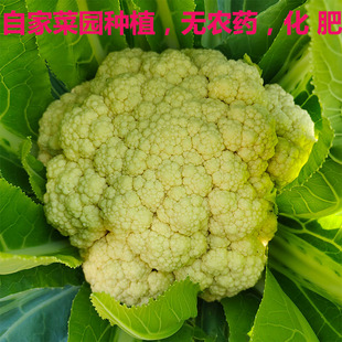 菜花新鲜现摘农家青梗花菜散菜花老品种花菜花椰菜时令蔬菜白花菜