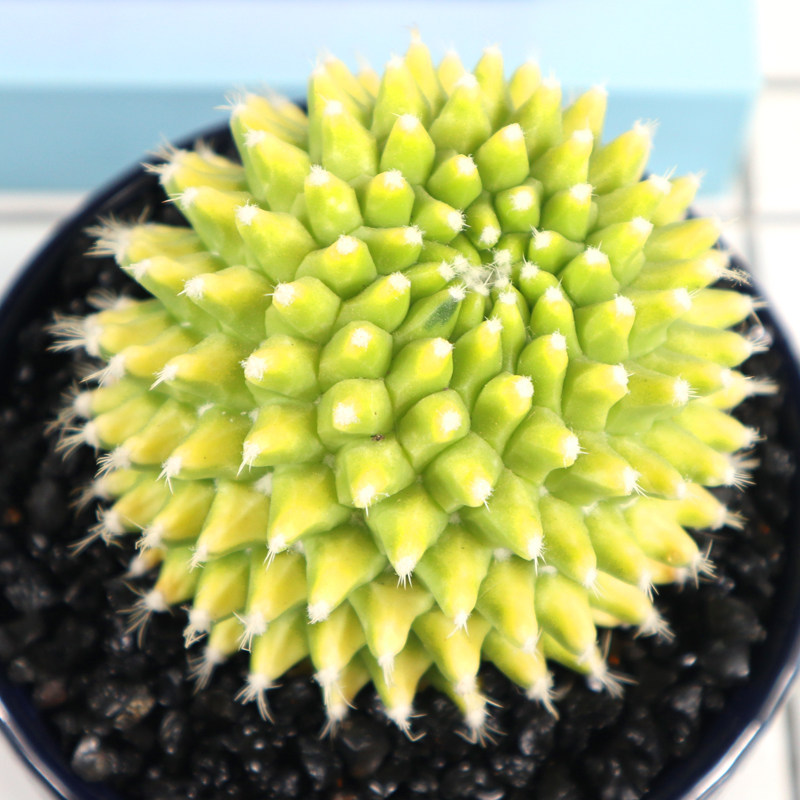 迎春锦银春仙人球无刺微型小盆栽自然锦开花多肉办公室室内摆件