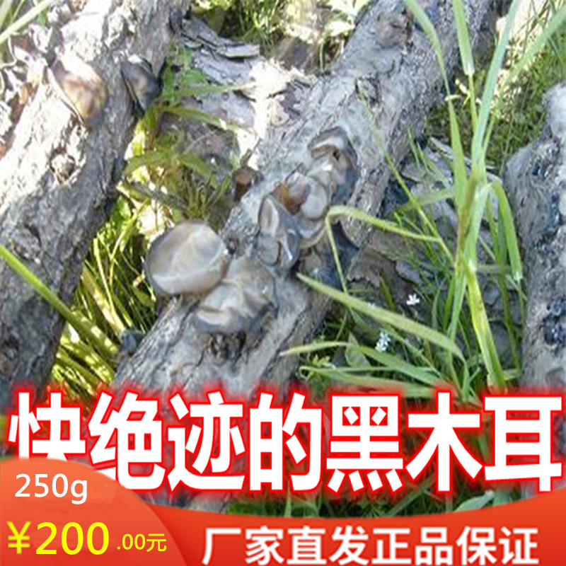 十五年老品牌东北柞木段秋耳