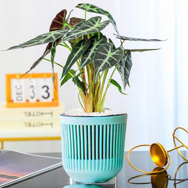 大顺花卉小仙女海芋新奇养眼四季常绿网红绿植基地直发个性好养