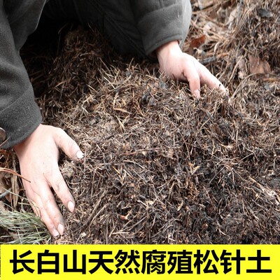 长白山森林有机土纯松针腐化
