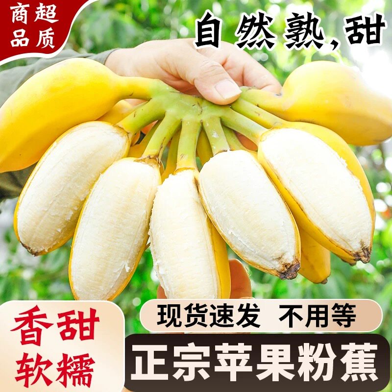 正宗广西苹果蕉香蕉新鲜软糯纯甜自然熟当季水果粉蕉小米芭蕉香焦