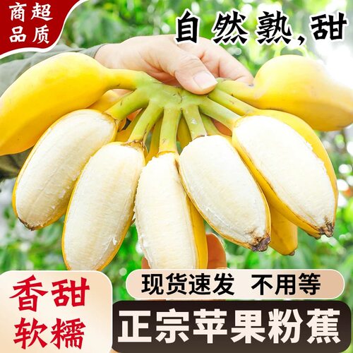 正宗广西苹果蕉香蕉新鲜软糯纯甜自然熟当季水果粉蕉小米芭蕉香焦