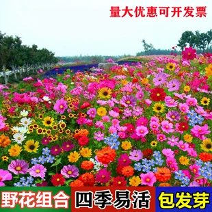 野花组合花种子波斯菊花种籽子四季 播种开花格桑花花籽太阳花种孑