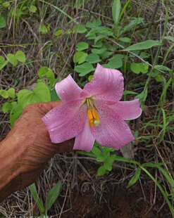 种植食用分瓣百合买满3球包邮