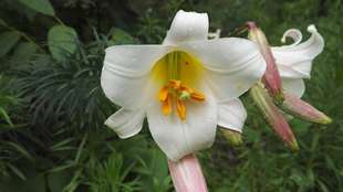 观花食用开花很香岷江百合球本店不分品种满3球包邮带芽发货