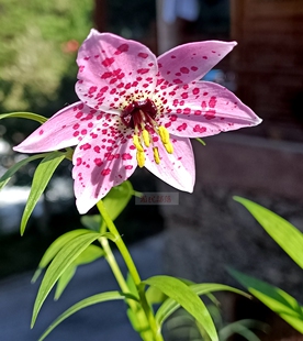 原生多斑小豹子百合满3球包邮