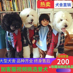 纯种巨型贵宾犬幼犬赛级双血统巨贵白色黑色灰色红色大泰迪贵宾犬