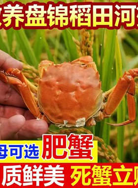 正宗盘锦稻田河蟹现抓现发顺丰