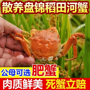 正宗盘锦稻田河蟹现抓现发人工精选肉质散养活蟹盘锦河蟹顺丰空运