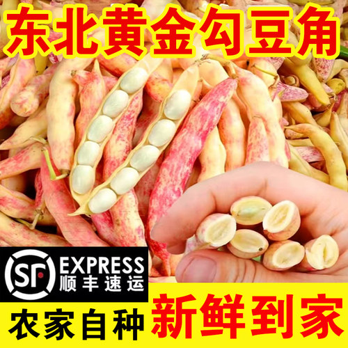 东北特产黄金勾红腰豆现摘现发自然成熟头茬红金勾鼓豆整箱包邮