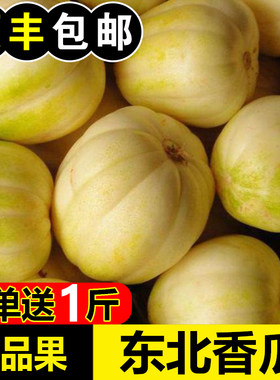 正宗东北香瓜产地直发