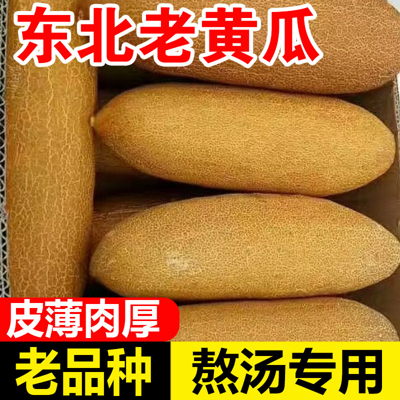 东北特产老黄瓜当季新鲜蔬菜现摘现发农家自种麻皮老黄瓜5斤包邮