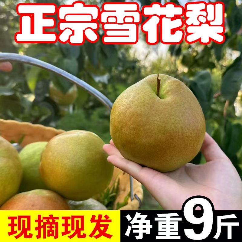 正宗东北特产雪花梨现摘现发新鲜