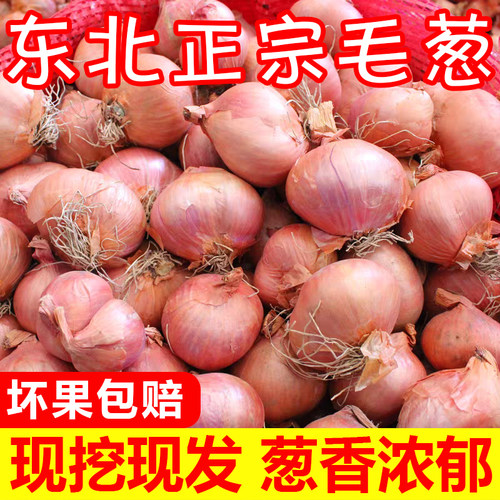 正宗东北毛葱头现摘现发农家自种