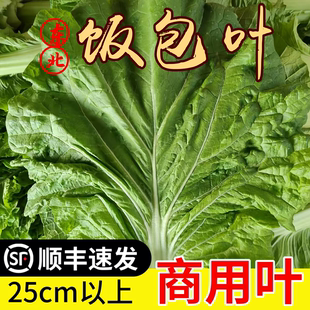 正宗东北白菜叶东北饭包菜叶现摘现发新鲜饭包叶应季蔬菜孕婴可食