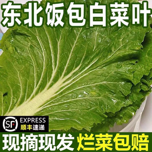 正宗东北白菜叶东北饭包菜叶现摘现发新鲜饭包叶应季蔬菜孕婴可食