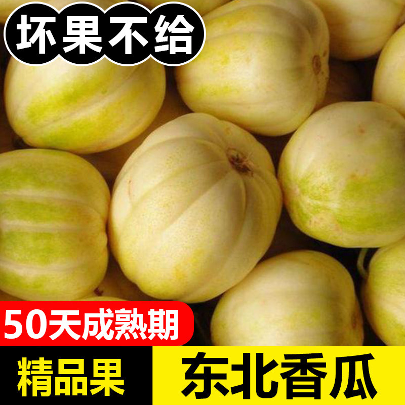 香瓜东北白糖罐脆甜当季现摘小甜瓜孕妇水果新鲜应季5斤10斤送斤