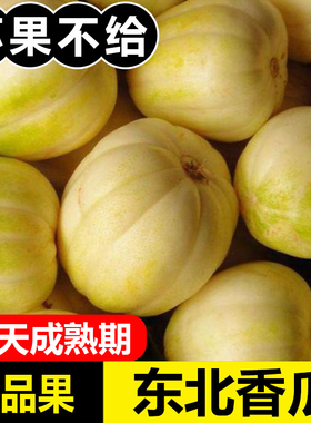 香瓜东北白糖罐脆甜当季现摘小甜瓜孕妇水果新鲜应季5斤10斤送斤