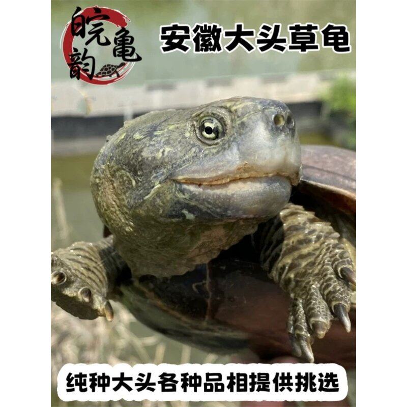 纯外塘安徽大头草龟皖南出水中华巨头草龟顶墨龟大头乌龟苗活体