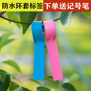 园艺防水环套标签牌果树标记牌苗木兰花植物品种标签环扣花卉吊牌