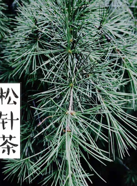 五针松松针茶松树针松针茶松树针松针茶松树针松针茶松树针松针茶