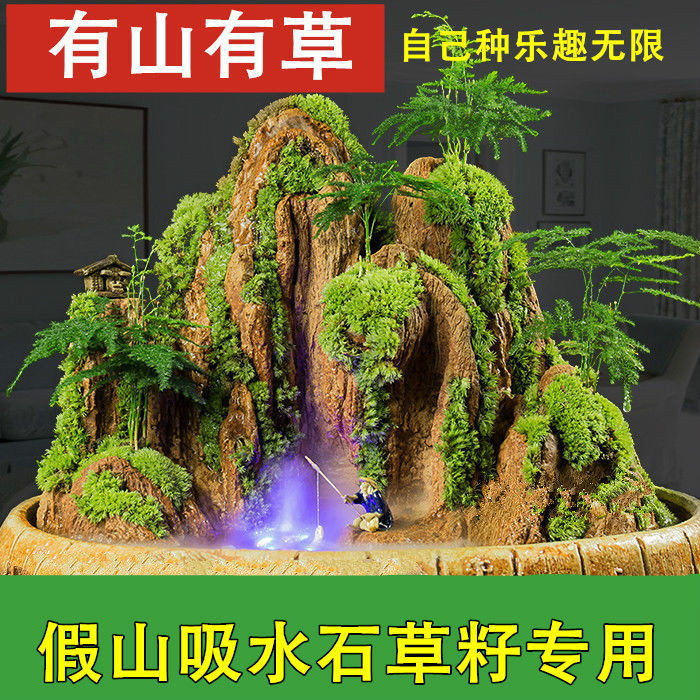 台藓草植物苔藓价格 台藓草植物苔藓图片 星期三