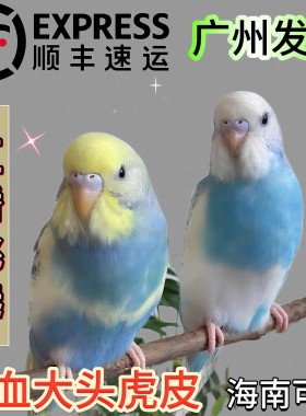 大头虎皮鹦鹉活幼鸟会学说话