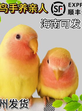 半毛手养牡丹雏鸟鹦鹉活鸟黄桃绿桃家养亲人宠物鸟幼鸟