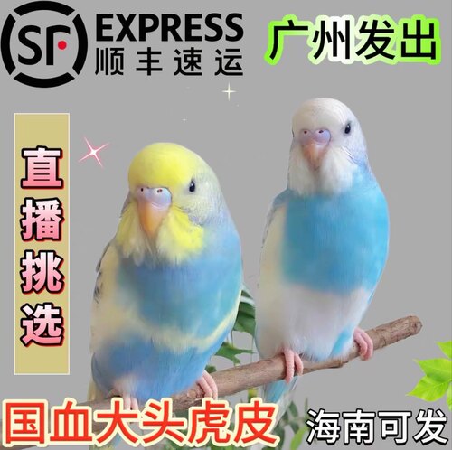 大头虎皮鹦鹉活幼鸟会学说话