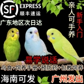 虎皮鹦鹉活鸟幼鸟鹦鹉小鸟会学说话 鸟手养小型家养宠物