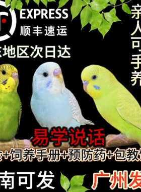 虎皮鹦鹉手养亲人家养小鸟
