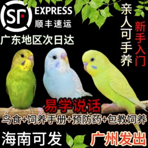 虎皮鹦鹉手养亲人家养小鸟