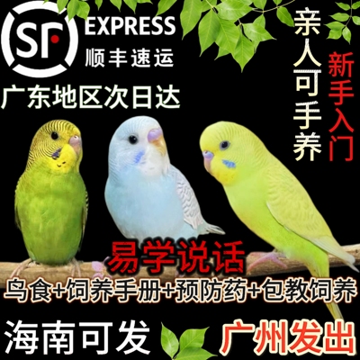 虎皮鹦鹉手养亲人家养小鸟