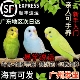 虎皮鹦鹉活鸟幼鸟鹦鹉小鸟会学说话 鸟手养小型家养宠物