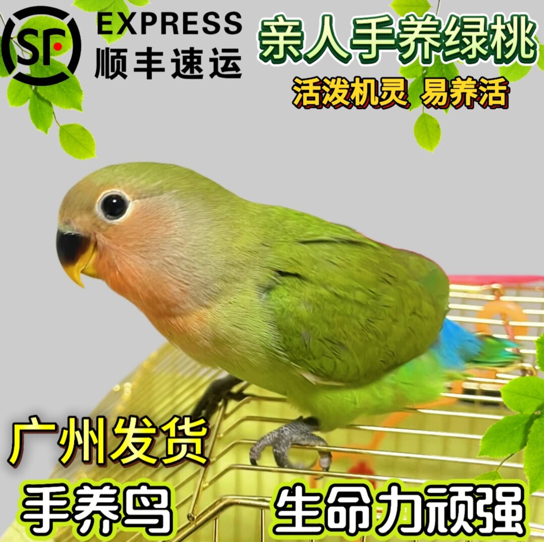 黄桃绿桃牡丹鹦鹉桃面鹦鹉图片