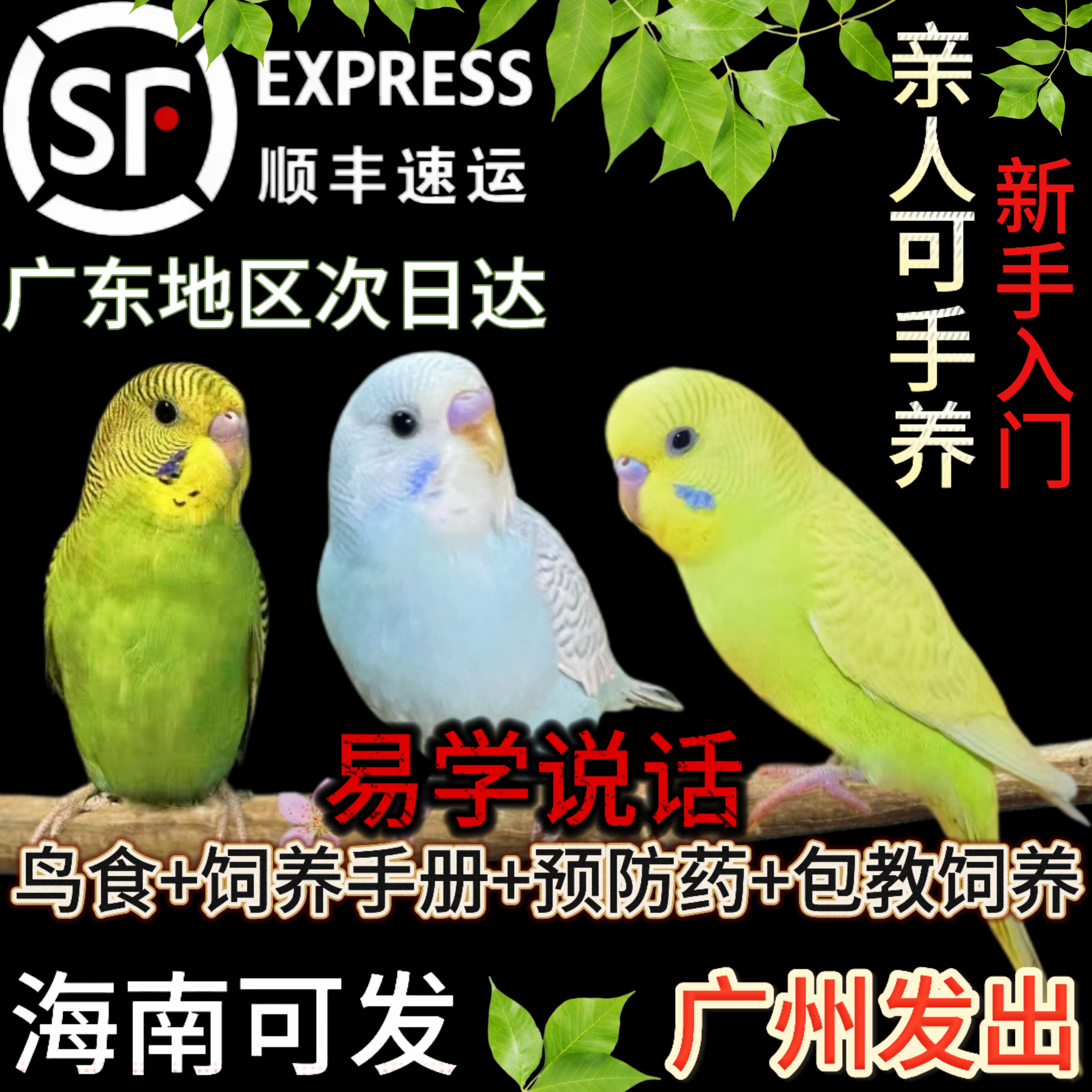 虎皮鹦鹉活鸟幼鸟鹦鹉小鸟会学说话的鸟手养小型家养宠物