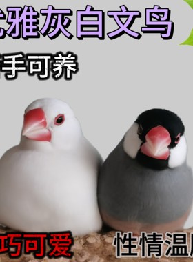 文鸟宠物活鸟全品便宜观赏鸟一对可繁殖珍珠鸟萌宠小鸟