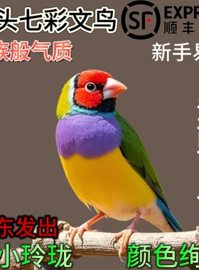 七彩文鸟活鸟幼鸟家养宠物鸟小型鸟青年鸟人工养殖