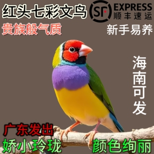 七彩文鸟活鸟幼鸟家养宠物鸟小型鸟青年鸟人工养殖