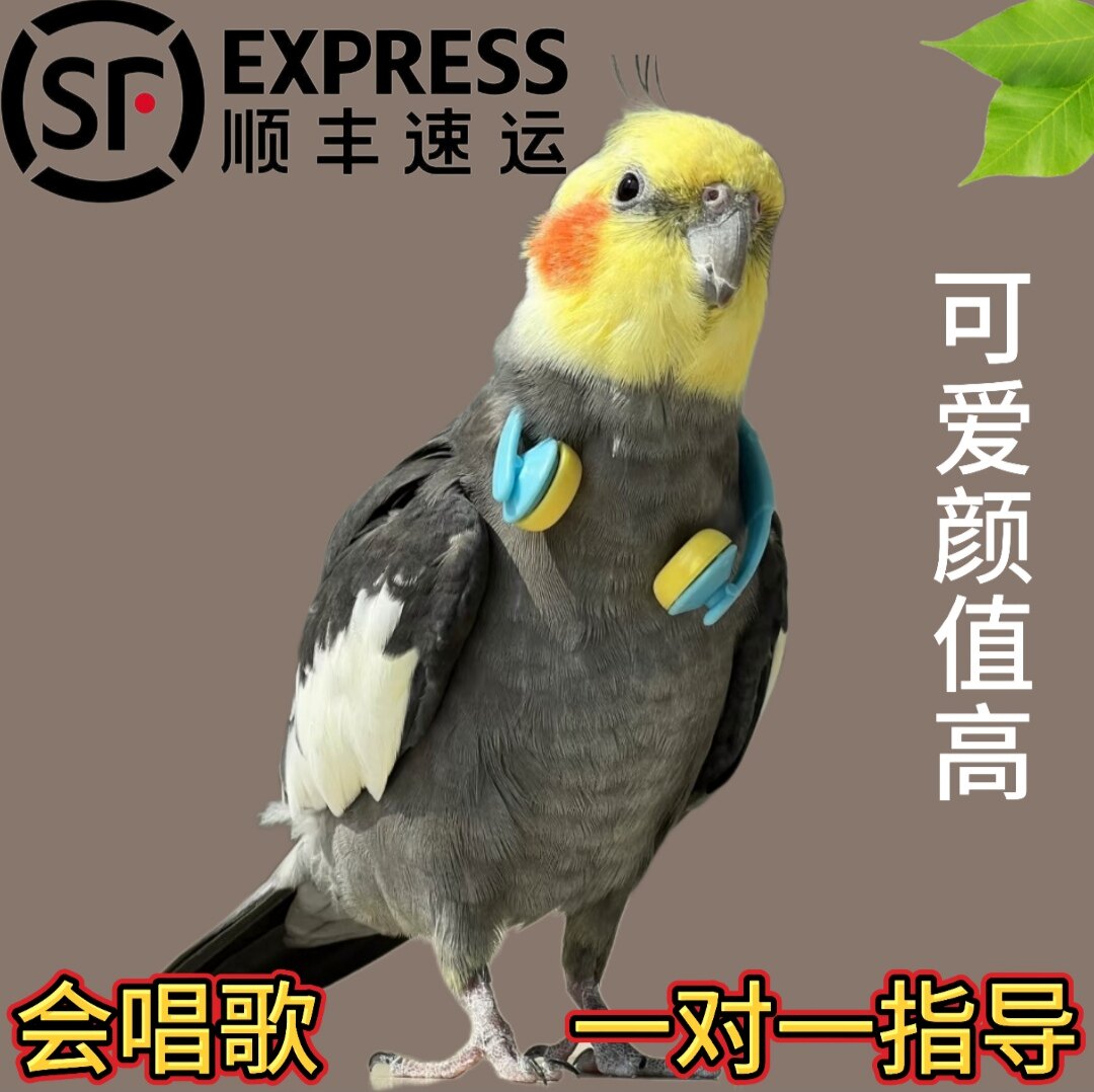 玄凤鹦鹉活鸟活物家养宠物鸟幼鸟手养玄凤幼鸟小鸟活体鸟