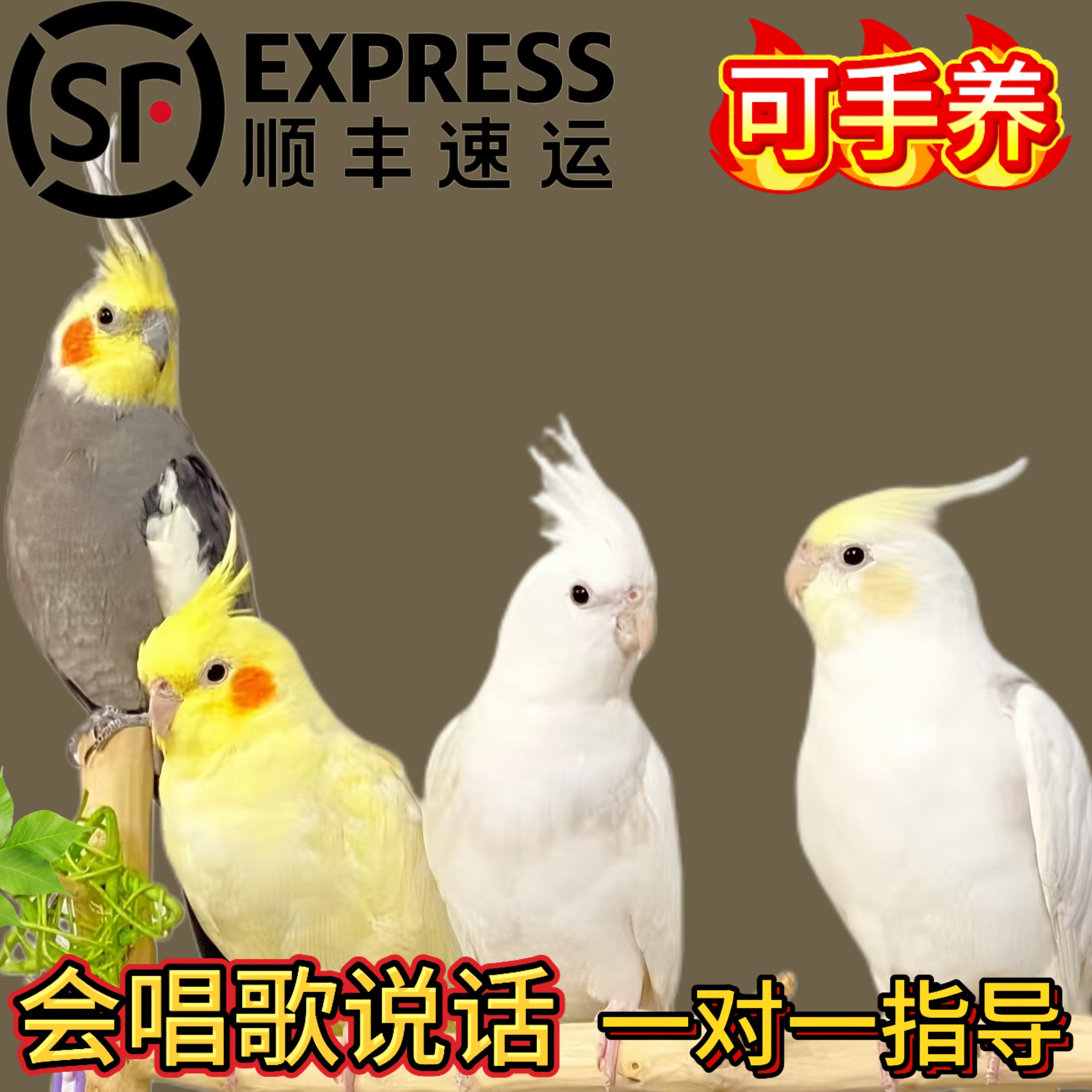 玄凤鹦鹉活鸟活物家养宠物鸟幼鸟手养玄凤幼鸟小鸟活体鸟,宠物/宠物食品及用品,鸟,淘宝优惠券,粉丝福利购,淘宝优惠卷