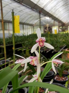 带花苞老种四季兰花苗雪舞红尘室内喜阴花卉绿植物浓香