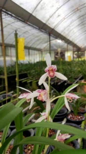 带花苞老种四季兰花苗雪舞红尘室内喜阴花卉绿植物浓香