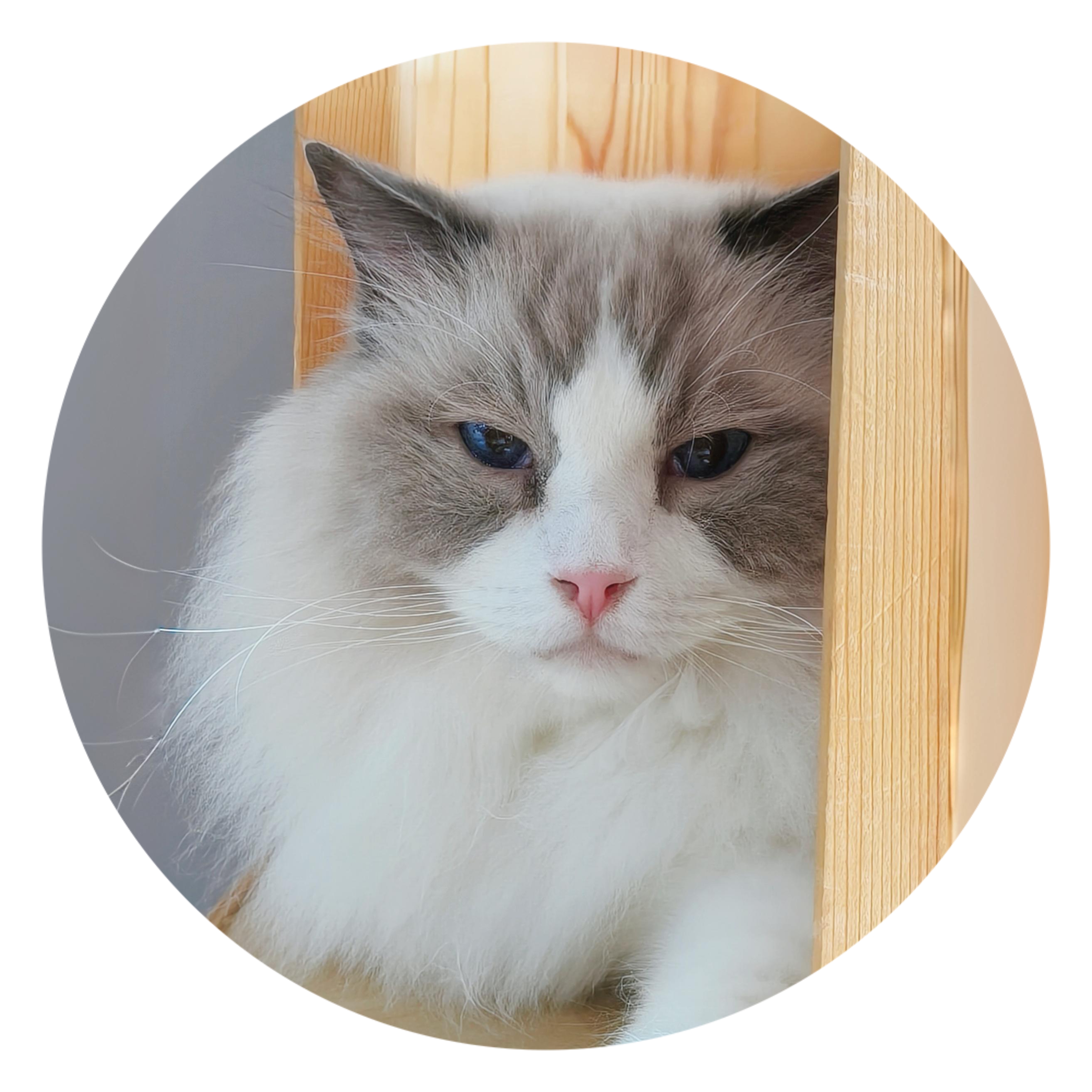 【猫不理周边】（猫-潮巴）杯垫 陶瓷杯垫 防滑隔热