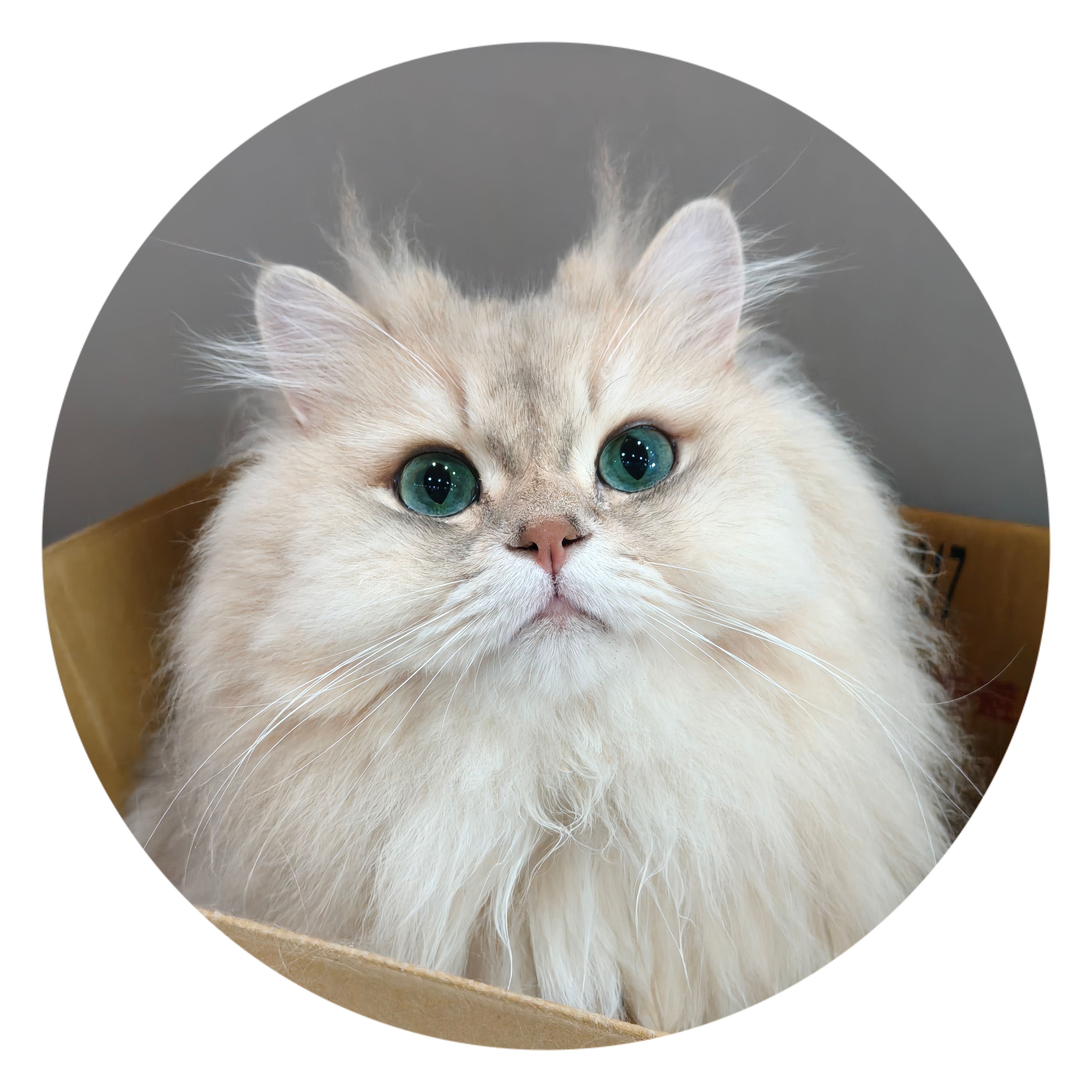 【猫不理周边】（猫-大憨）杯垫 陶瓷杯垫 防滑隔热